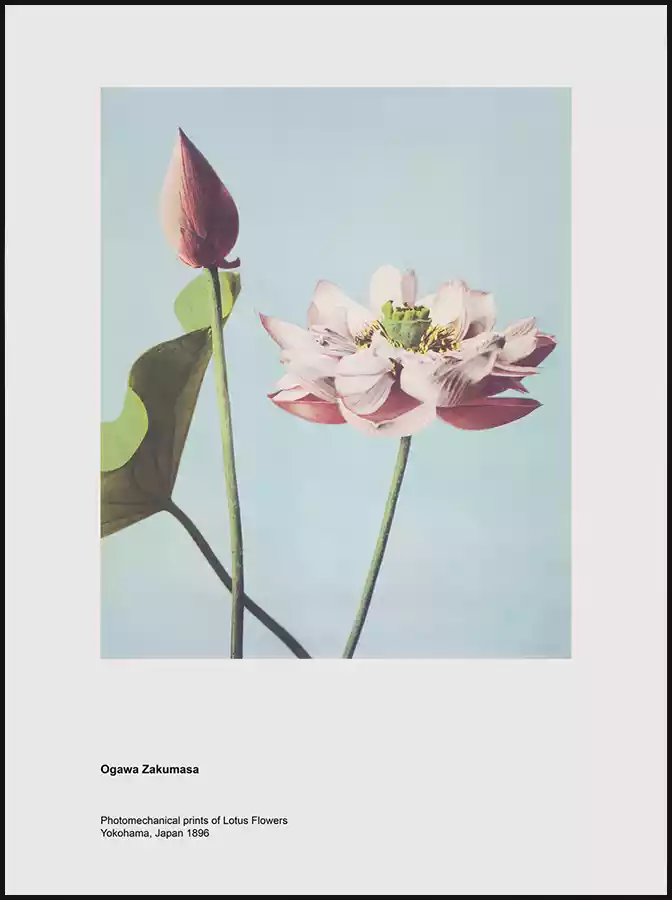 Flores Loto Por Ogawa Kazumasa Poster