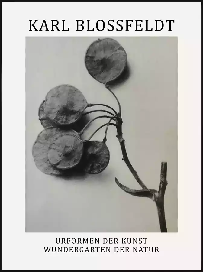 Karl Blossfeldt Poster